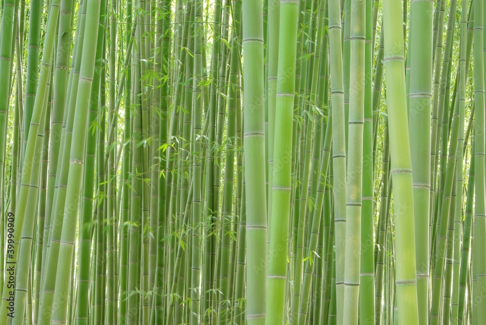 嵯峨野の竹林