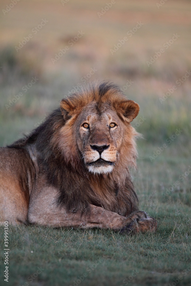 Male lion resting