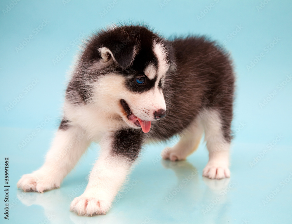 Obraz premium puppy a dog husky