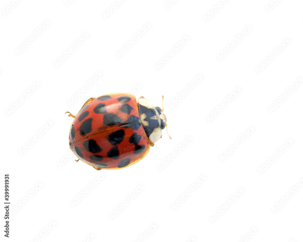 Fototapeta premium Ladybird