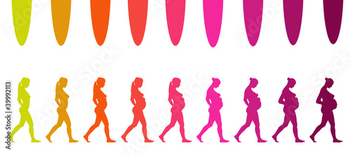 évolution d'une grossesse