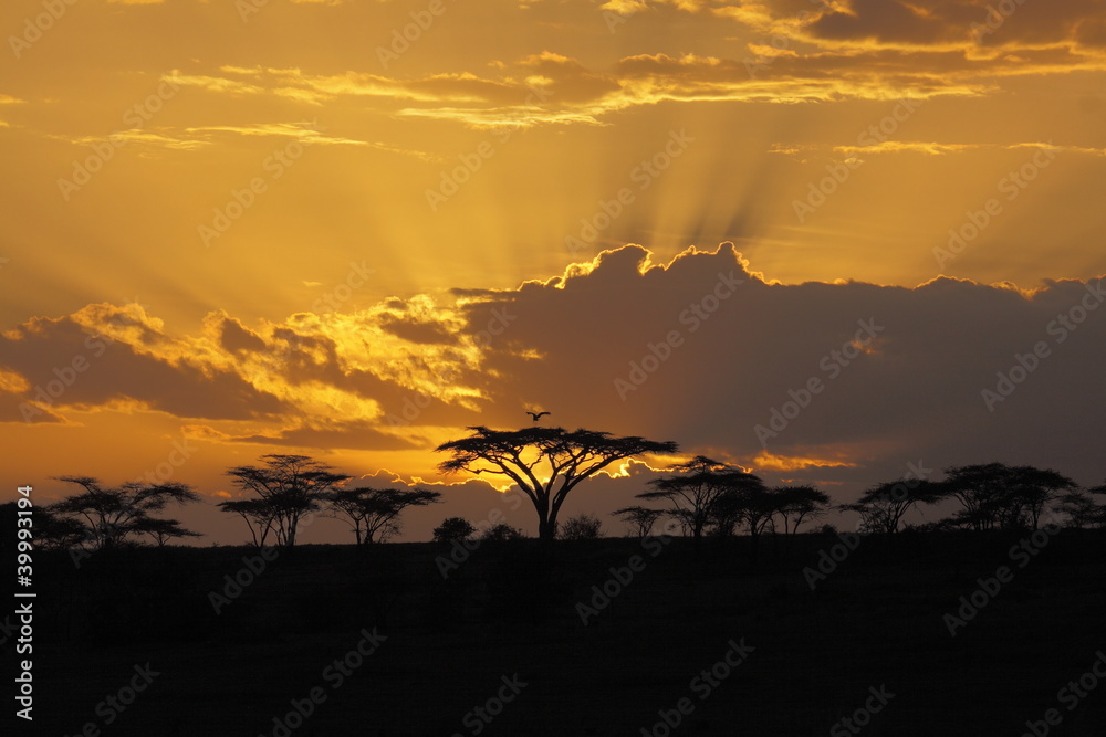 Obraz premium Zachód słońca w Afryce z ptakiem perching w