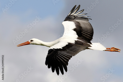 Fototapeta stork