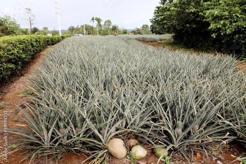 Ananasplantage Costa Rica