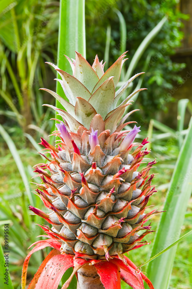 Fototapeta premium flower of pineapple