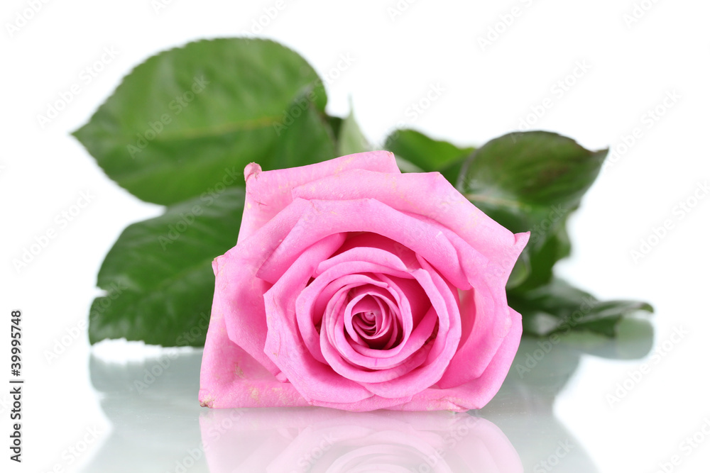 beautiful pink rose isolated on white beautiful pink rose isolated on white
