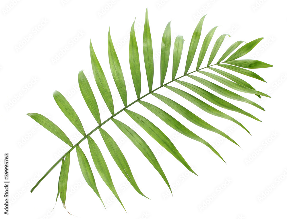 beautiful green palm leaf isolated on white beautiful green palm leaf isolated on white