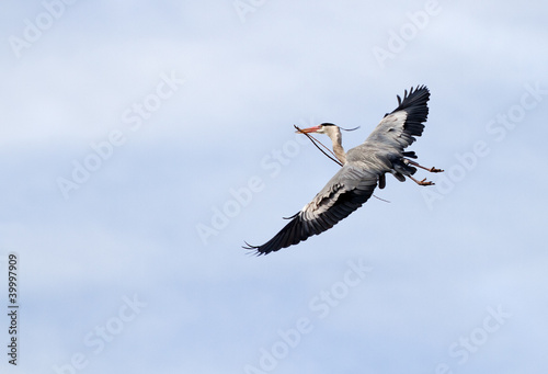 Grey Heron. Ardea cinerea.