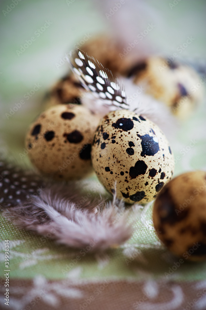 Obraz premium Quail's Eggs and Feathers