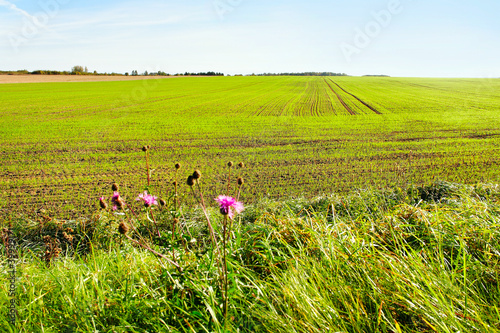 Country landscape.