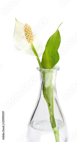 Spatiphyllum flower in a vase