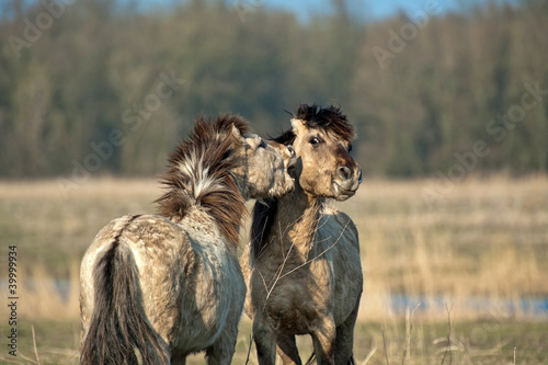 Hugging wild horses in winter