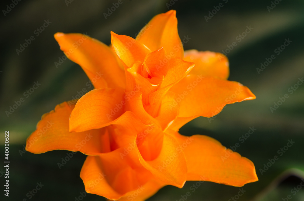 Fototapeta premium Eternal flame flower (calathea crocata)