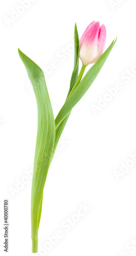 One tulip.