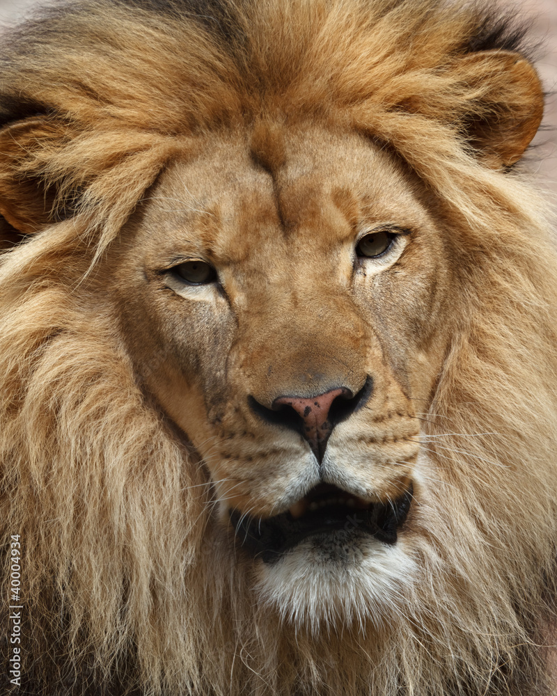 lion portrait lion portrait