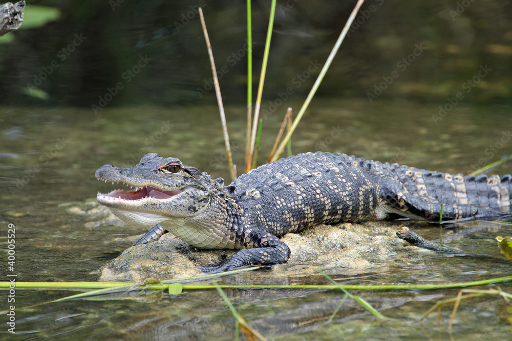 Young American Alligator with Mouth Open Basking in the Sun Young American Alligator with Mouth Open Basking in the Sun