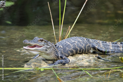 Young American Alligator with Mouth Open Basking in the Sun