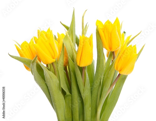 Wet yellow tulips