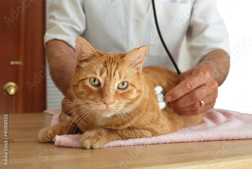 Cat at the vet