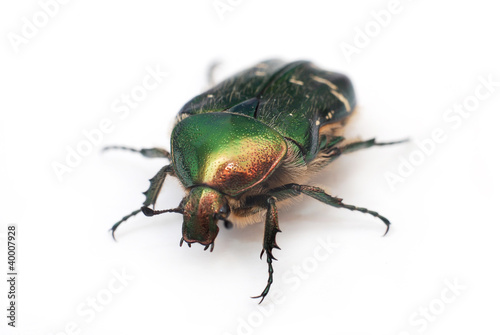 Green bug © DreaMaker