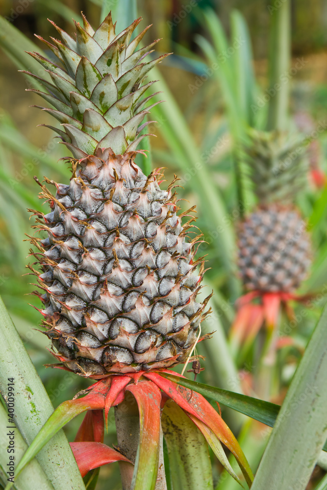 Fototapeta premium pineapple field