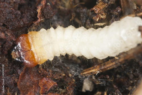 Long horn beetle larva in wood, macro photo