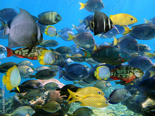 Colorful tropical fish school underwater in the Caribbean sea, Mexico #40012924