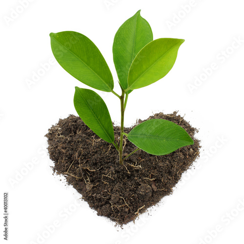 Young Green Plant and Heart-Shape Soil Isolated on white backgro