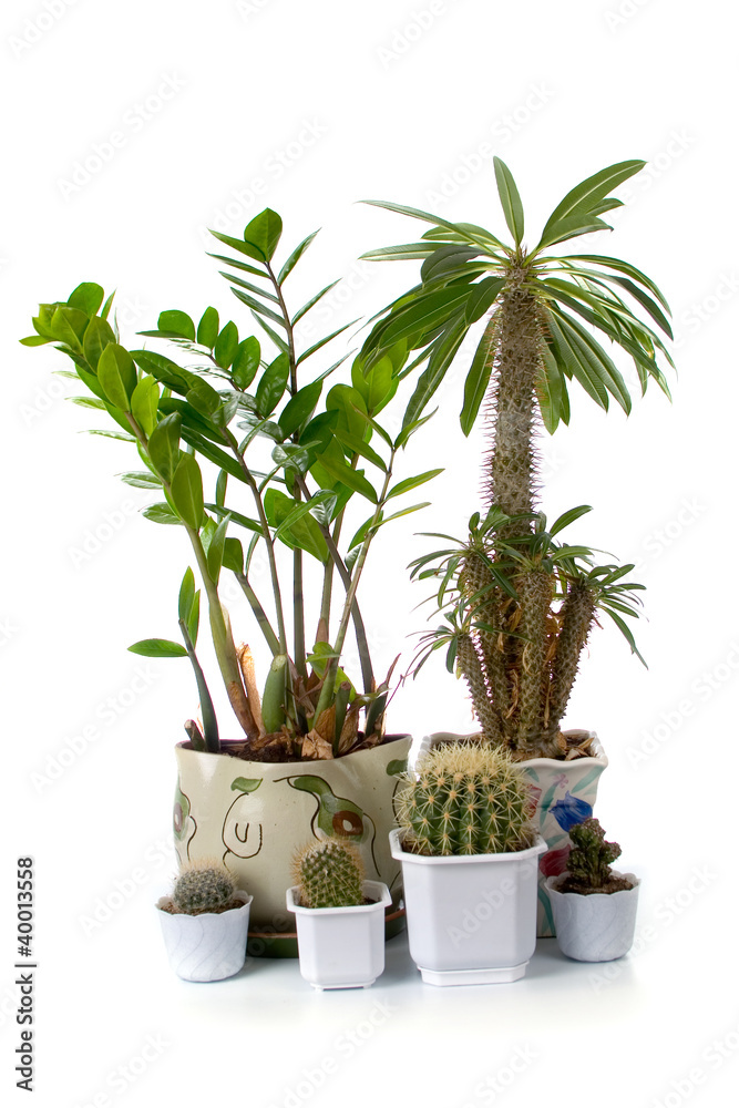 Obraz premium houseplants