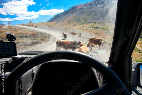 Herds of domestic animals