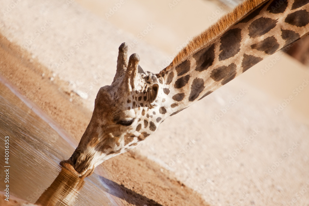Obraz premium Giraffe