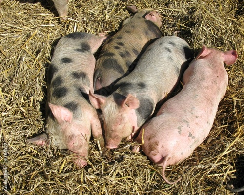 Sleeping ypung pigs in the straw photo