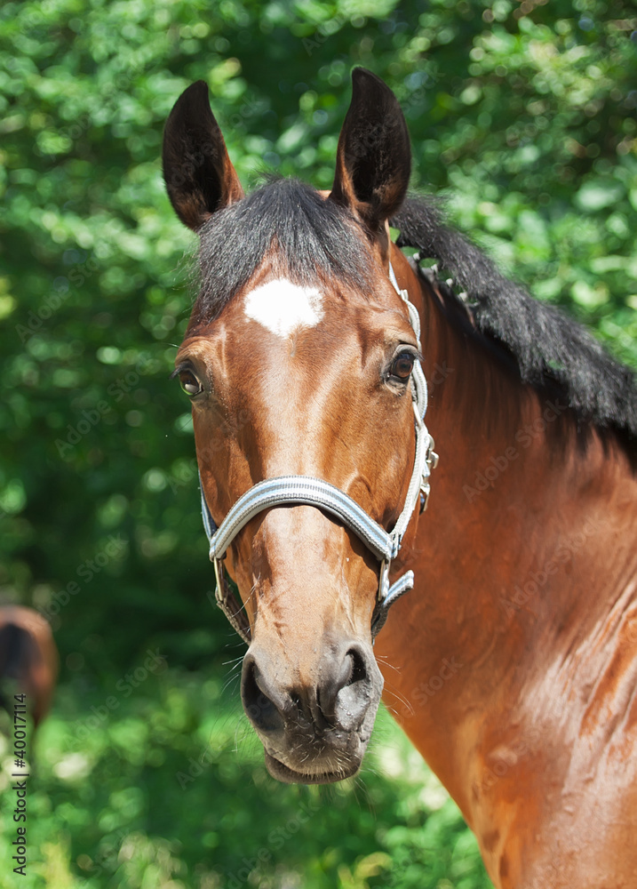 Obraz premium home portrait of beautiful sportive mare