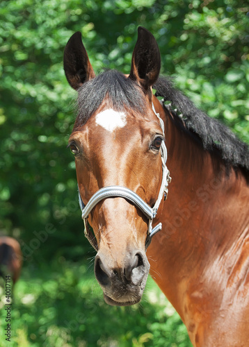 home portrait of beautiful sportive mare