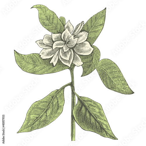 Gardénia