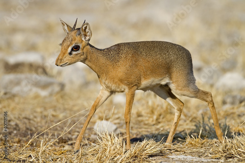 Kirks(Damara) Dik- Dik; Madoque kirkii; Namibia