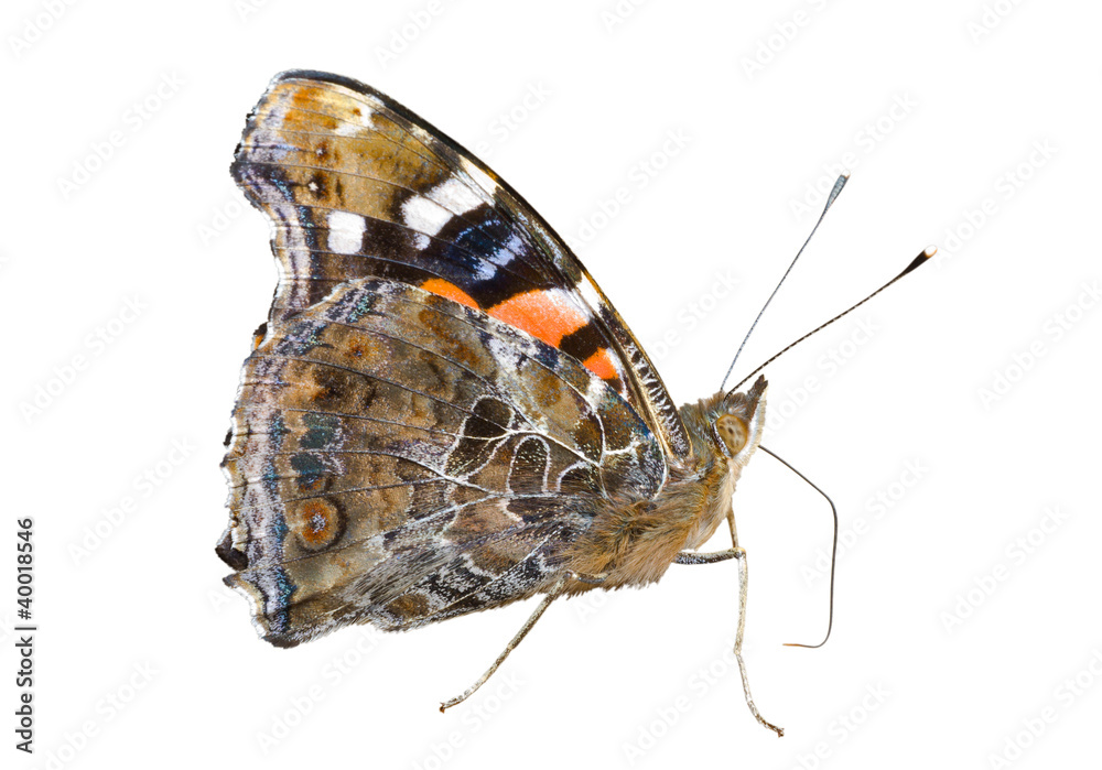 Naklejka premium Butterfly admiral (Vanessa indica) 5