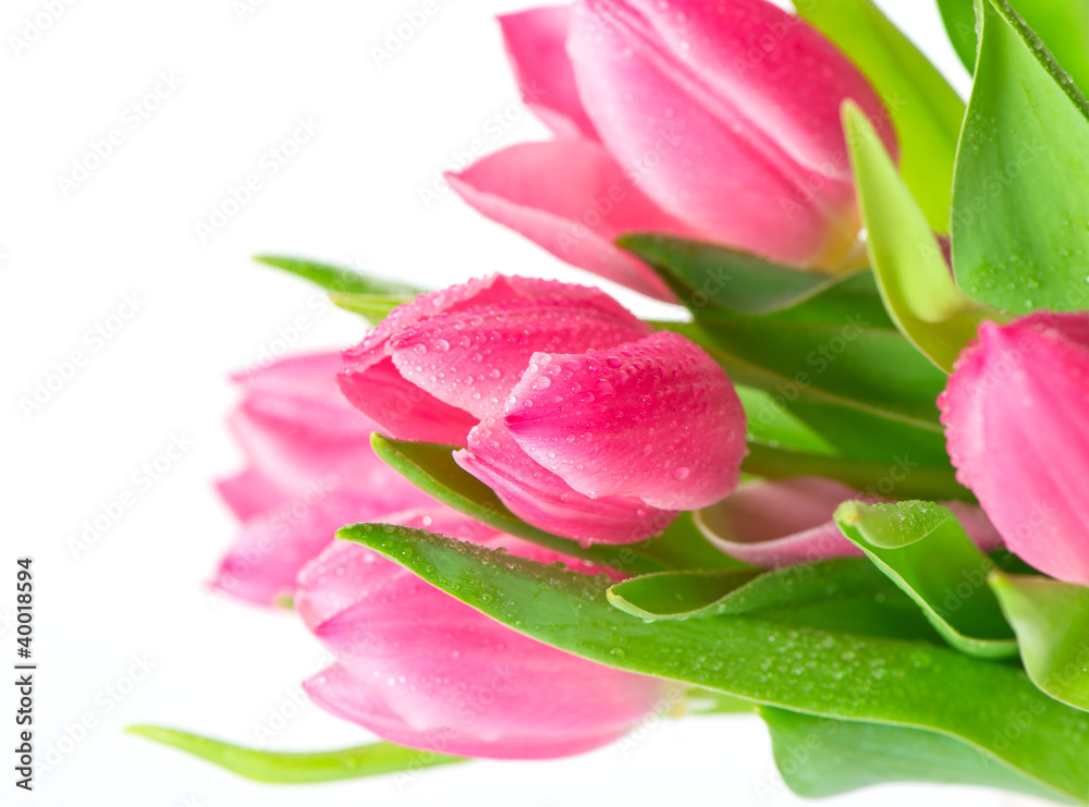 beautiful spring tulips with water drops beautiful spring tulips with water drops