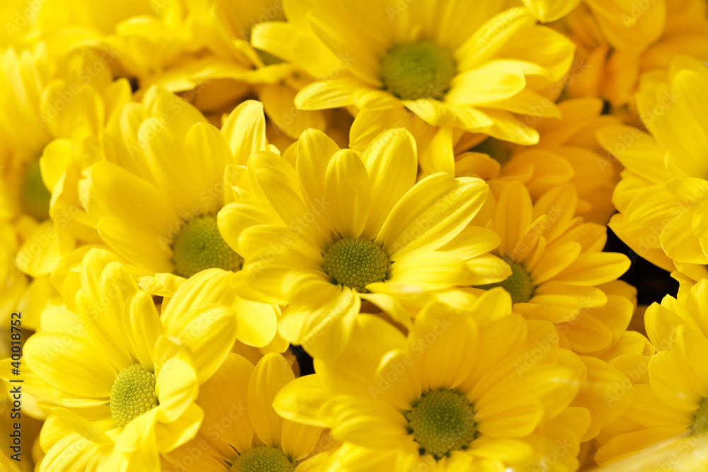 Chrysanthemum Flowers Chrysanthemum Flowers
