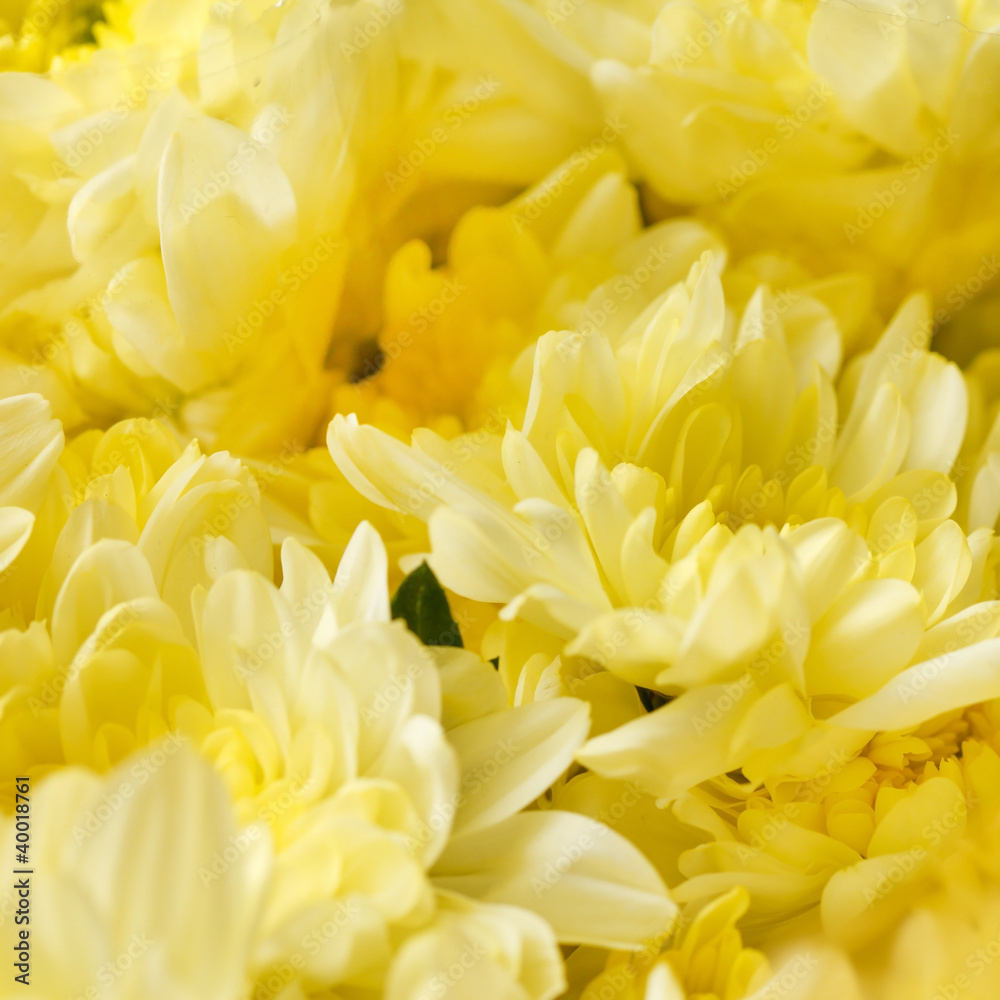 Obraz premium Chrysanthemum Flowers