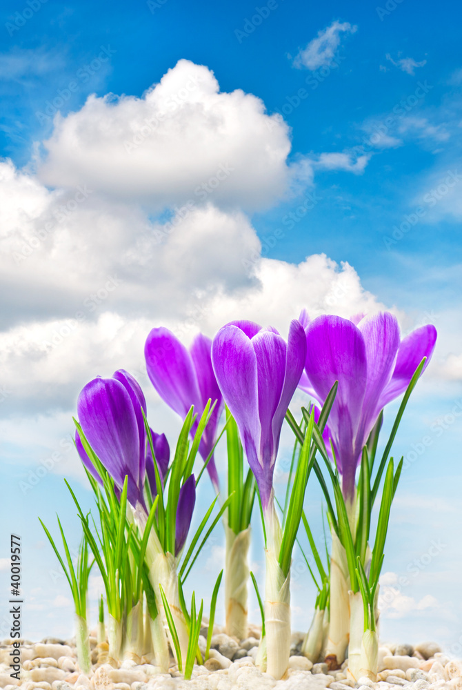beautifil spring crocus flowers over blue sky