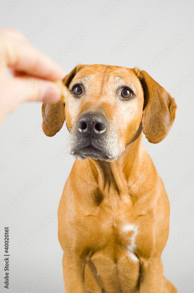 human hand give treat to female dog, 8 years old