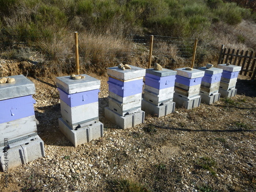 Apiculture - Ruche - Abeilles photo