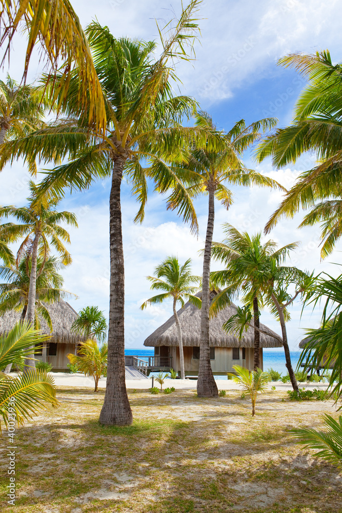Obraz premium seacoast with palm trees and small houses