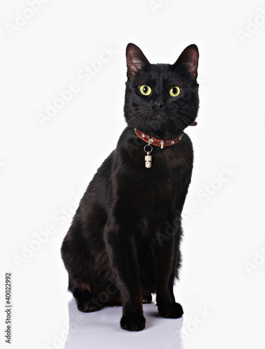 black cat sitting in white background