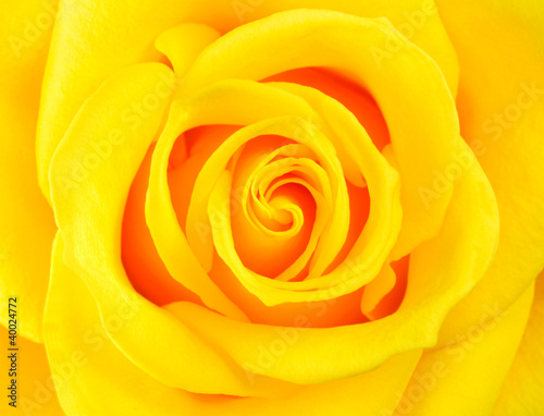 Macro of Perfect Yellow Rose Flower