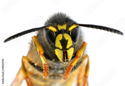 Ultra Macro on Bee Head with Antenaas © tr3gi
