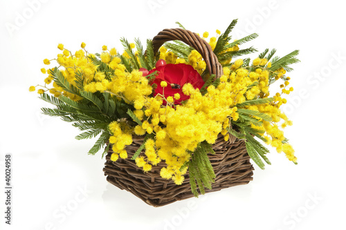 Fototapeta Naklejka Na Ścianę i Meble -  mimosas