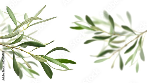 olive tree branches