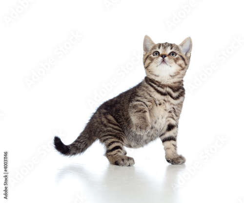 little kitten pure breed striped british isolated